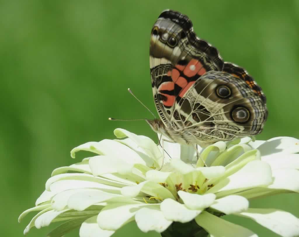 American Lady Butterfly on white Texas Zinnia